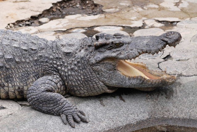 世界のワニと熱帯植物！伊豆・熱川バナナワニ園完全ガイド