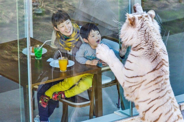 伊豆アニマルキングダムで猛獣＆遊び、温泉と海鮮満喫